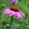 DOWNYPAWS - Graines de fleurs echinacea purpurea violettes environ 250 grains * 5 sachets