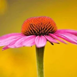 DOWNYPAWS - Graines de fleurs echinacea purpurea violettes environ 250 grains * 5 sachets