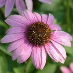 DOWNYPAWS - Graines de fleurs echinacea purpurea violettes environ 250 grains * 5 sachets