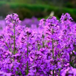 DOWNYPAWS - Graines de fleurs, graines de hesperis matronalis violettes, environ 500 graines par paquet, 5 paquets