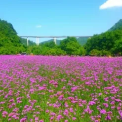 DOWNYPAWS - Graines de fleurs, graines de hesperis matronalis violettes, environ 500 graines par paquet, 5 paquets