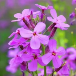 DOWNYPAWS - Graines de fleurs, graines de hesperis matronalis violettes, environ 500 graines par paquet, 5 paquets