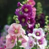 DOWNYPAWS - Graines de fleurs, graines de guimauve multicolores, environ 90 graines par paquet, 5 paquets