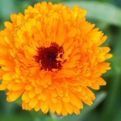 DOWNYPAWS - Graines de fleurs, graines de pot marigold en couleurs mélangées, environ 110 graines par paquet, 5 paquets