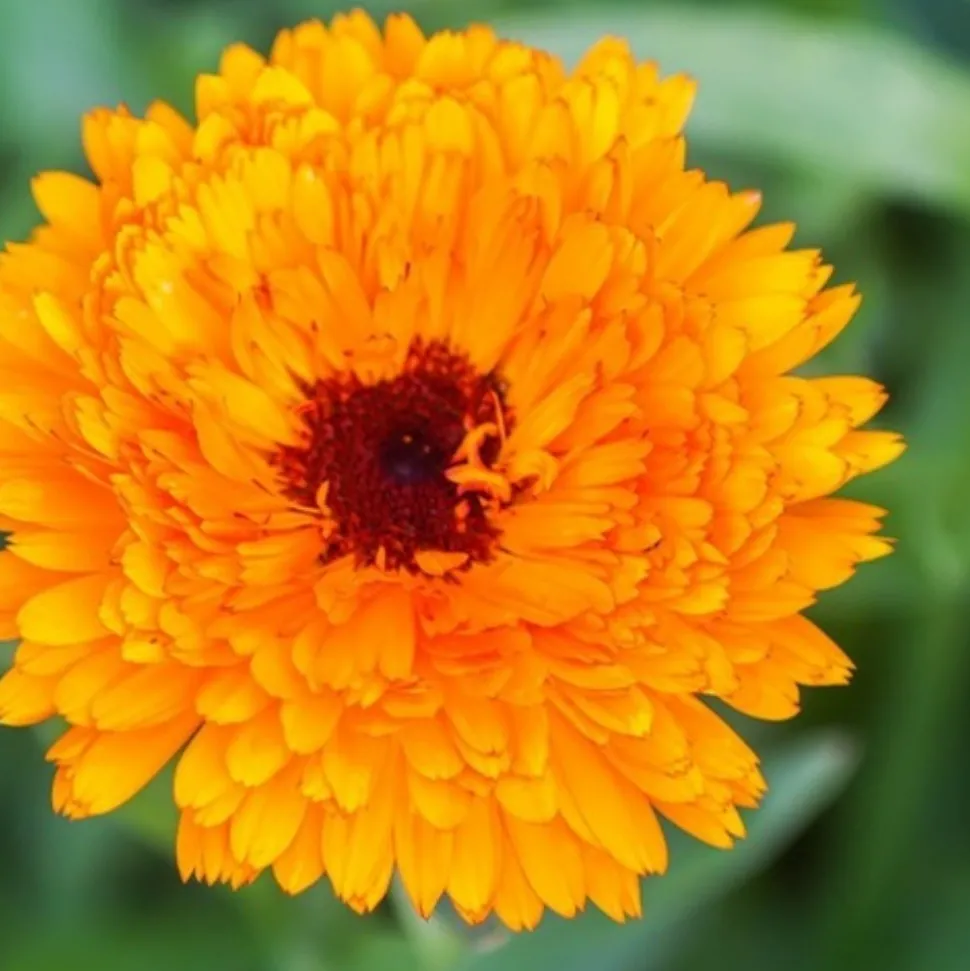 DOWNYPAWS - Graines de fleurs, graines de pot marigold en couleurs mélangées, environ 110 graines par paquet, 5 paquets