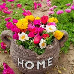 DOWNYPAWS - Graines de fleurs, graines de tournesol multicolores, environ 10 000 grains par paquet, 5 paquets