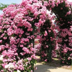 DOWNYPAWS - Graines de rosier grimpant angela (100 comprimés)