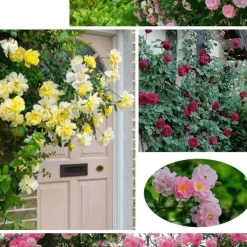 DOWNYPAWS - Graines de rosier grimpant angela (100 comprimés)