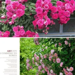 DOWNYPAWS - Graines de rosier grimpant da vinci (100 comprimés)