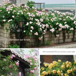 DOWNYPAWS - Graines de rosier grimpant lady of charlotte (100 comprimés)