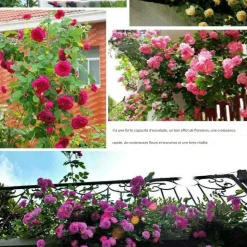 DOWNYPAWS - Graines de rosier grimpant rouge (100 comprimés)