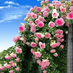 DOWNYPAWS - Graines de rosier grimpant rose (100 comprimés)