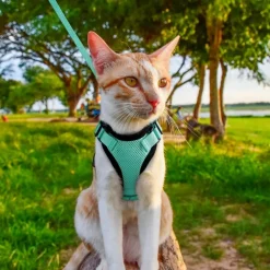 DOWNYPAWS - Harnais et laisse réfléchissants pour chat xs