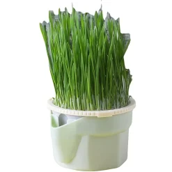 DOWNYPAWS - Herbe à chat hydroponique sans sol - pour combattre les boules de poils snack pour chat