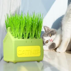 DOWNYPAWS - Herbe à chat pour herbe de chat hydroponique friandises pour chats