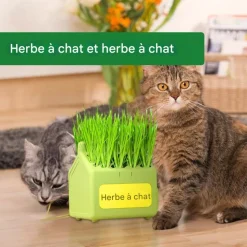 DOWNYPAWS - Herbe à chat pour herbe de chat hydroponique friandises pour chats