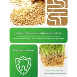 DOWNYPAWS - Herbe à chat pour herbe de chat hydroponique friandises pour chats