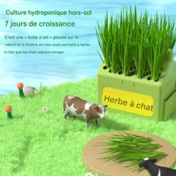 DOWNYPAWS - Herbe à chat pour herbe de chat hydroponique friandises pour chats