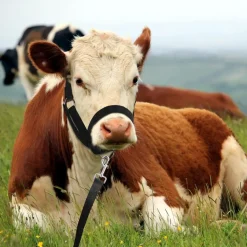 DOWNYPAWS - Laisse de dressage licol pour cheval