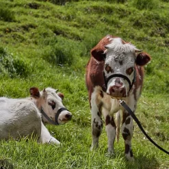 DOWNYPAWS - Laisse de dressage licol pour cheval