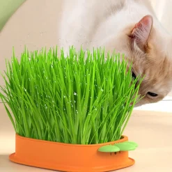 DOWNYPAWS - Lot de 2 herbe à chat pour herbe de chat hydroponique avec 10 poches en plastique, matériaux de qualité,