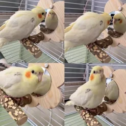 DOWNYPAWS - Miroir perche pour perroquet 15*8cm