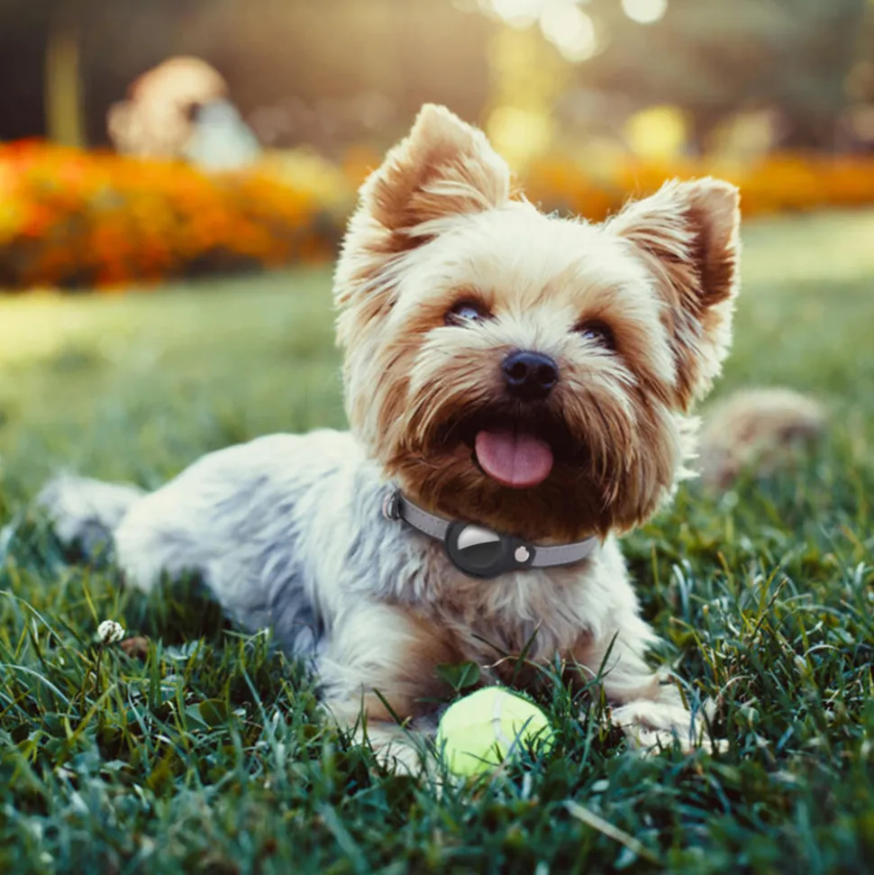 DOWNYPAWS - Modèles compatibles airta - collier anti-perte pour chat violet