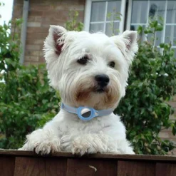 DOWNYPAWS - Modèles compatibles airta - collier anti-perte pour chat bleu