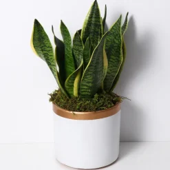 DOWNYPAWS - Mousse sèche naturelle de qualité supérieure 1000g