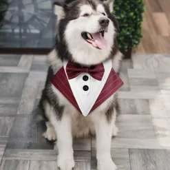 DOWNYPAWS - Nœud papillon pour chien