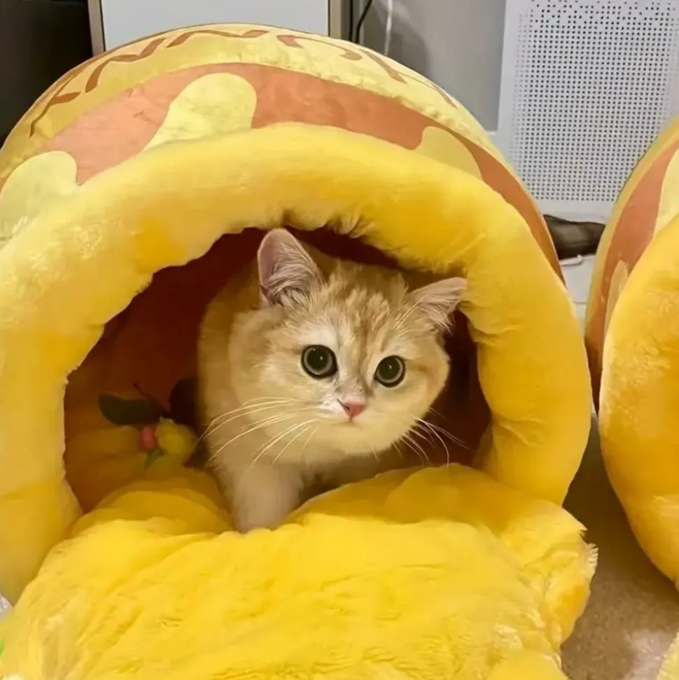 DOWNYPAWS - Panier Pour Chat En Forme De Pot De Miel, Tapis épais, Amovible Et Lavable