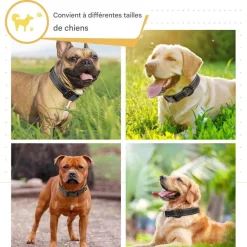 DOWNYPAWS - Réfléchissant collier pour chien