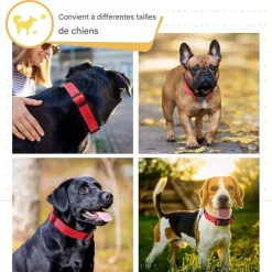 DOWNYPAWS - Réfléchissant collier pour chien