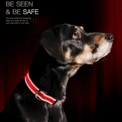 DOWNYPAWS - Réfléchissant collier pour chien