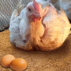 DOWNYPAWS - Tapis en fibre de noix de coco pour nid d'oiseau et animal de compagnie 25*25cm5 pièces