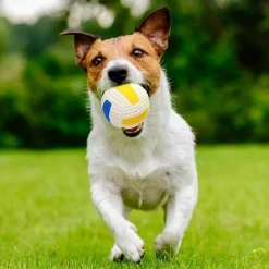 DTOPBUYAGE - Balles grincantes indestructibles pour chien mâcheur