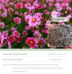 DTOPBUYAGE - Dtopbuyage - cosmos short stem, couleurs mélangées, 1 000 pièces