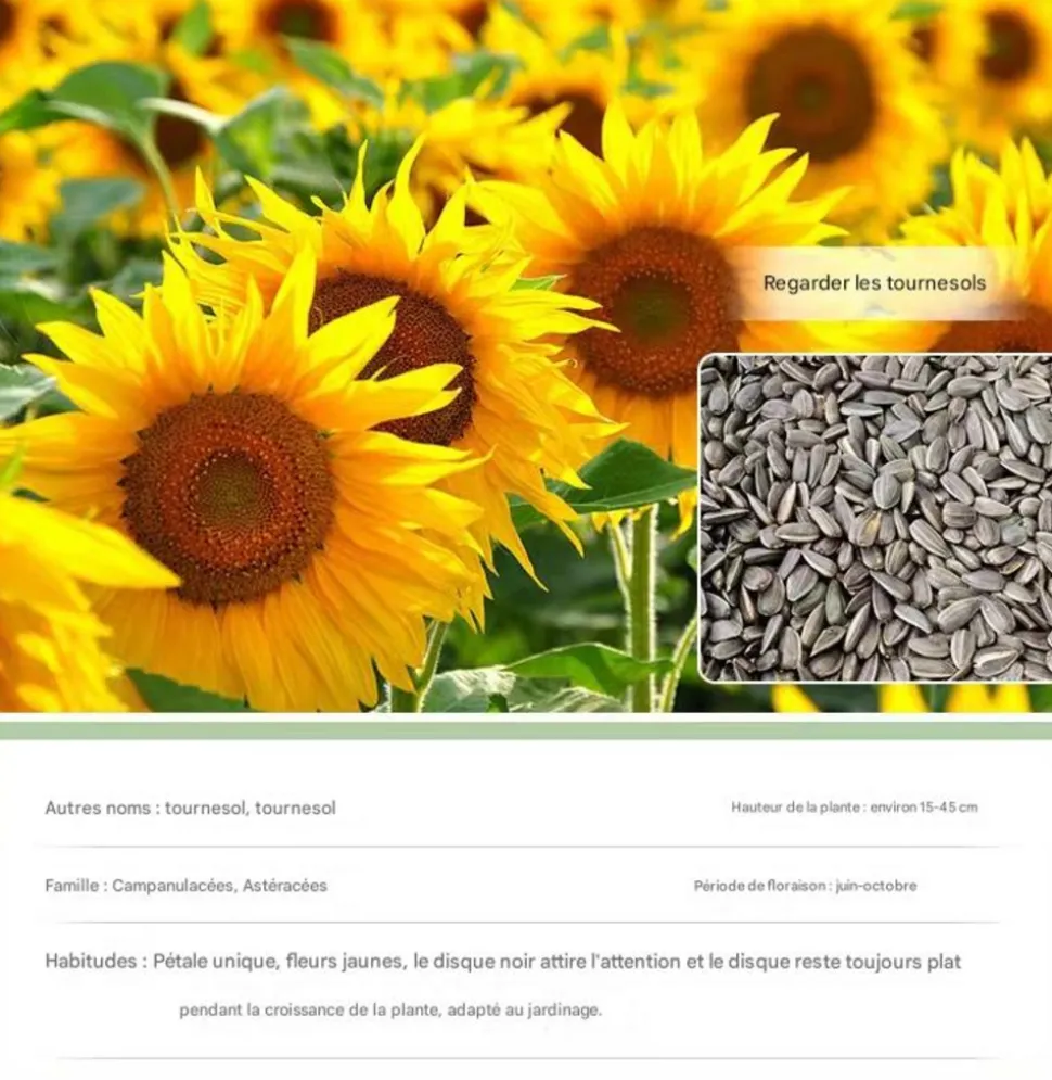 DTOPBUYAGE - Dtopbuyage - graines de tournesol 100 pièces