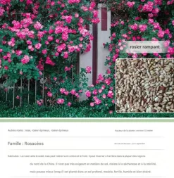 DTOPBUYAGE - Dtopbuyage - graines de rosier, 200 capsules