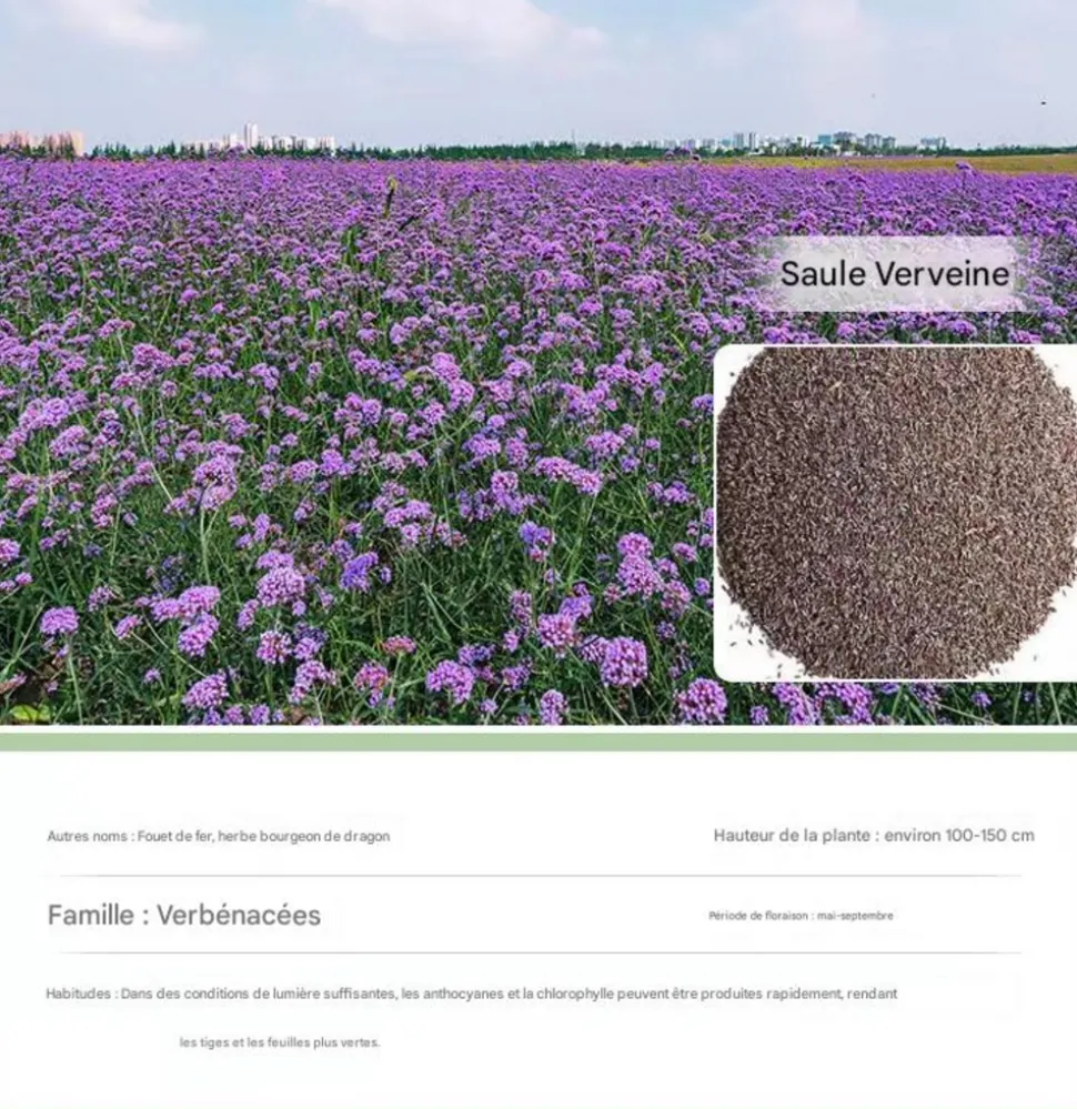 DTOPBUYAGE - Dtopbuyage - graines de verveine 1000 gélules