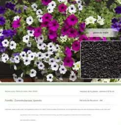 DTOPBUYAGE - Dtopbuyage - graines de gloire du matin 200 pièces