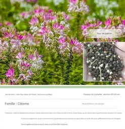 DTOPBUYAGE - Dtopbuyage - graines de cléome 200 gélules