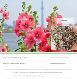 DTOPBUYAGE - Dtopbuyage - graines de rose trémière 100 gélules