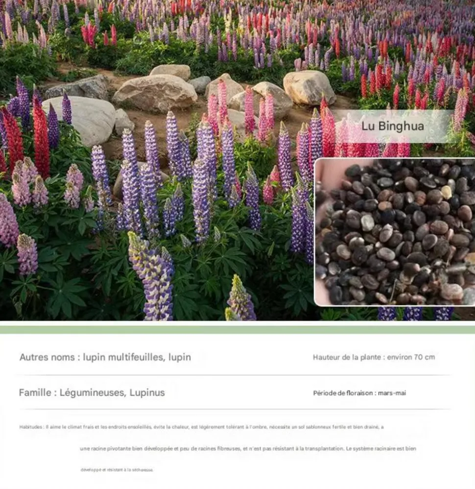 DTOPBUYAGE - Dtopbuyage - graines de lupin 100 pièces