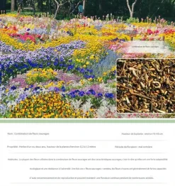 DTOPBUYAGE - Dtopbuyage - graines de fleurs sauvages 200 capsules