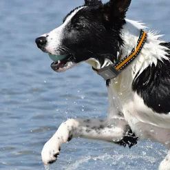 DTOPBUYAGE - Dtopbuyage collier gps pour animaux de compagnie