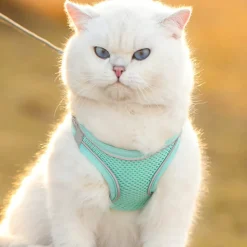 DTOPBUYAGE - Dtopbuyage laisse pour chaton type de sangle