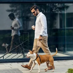 DTOPBUYAGE - Laisse extensible verrouillée 5m dorée chien