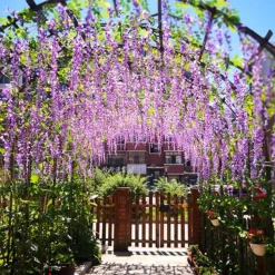 DTOPBUYAGE - Paquet de 12 rotins de fleurs artificielles de glycine et de violet pour mariage violet dtopbuyage