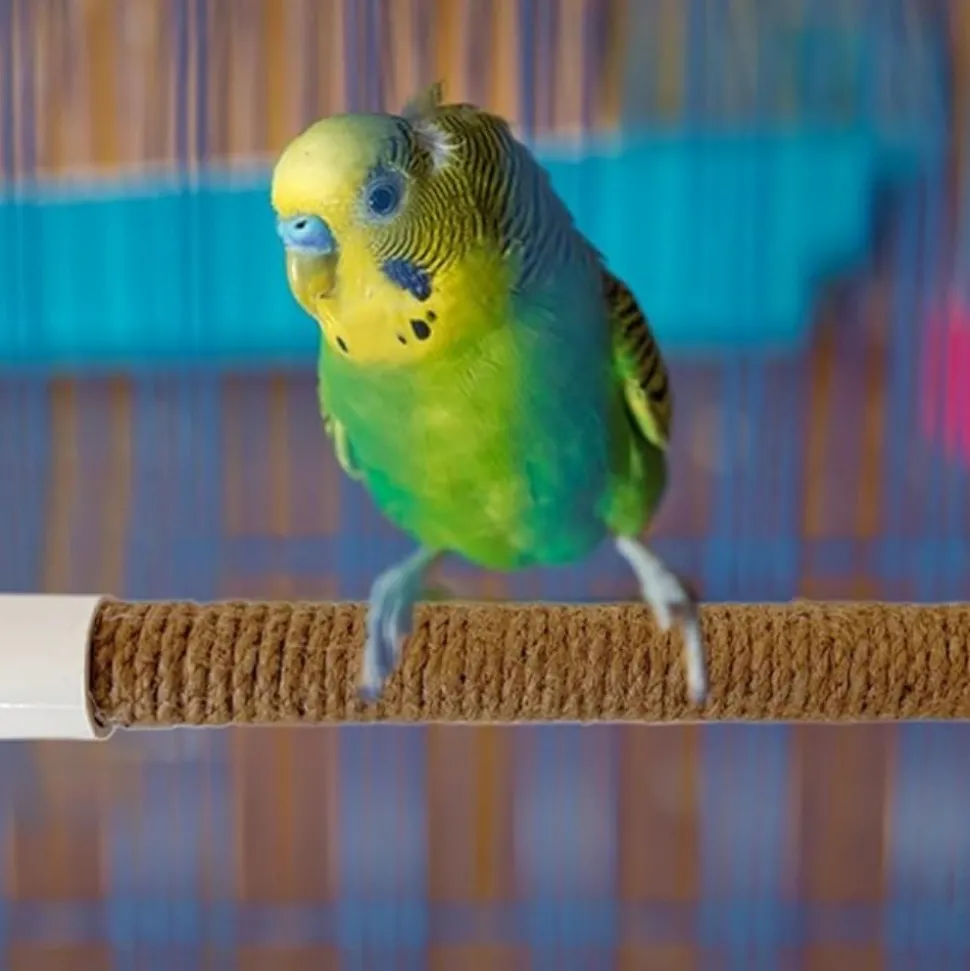 DTOPBUYAGE - Perchoir ventouse accessoire oiseaux